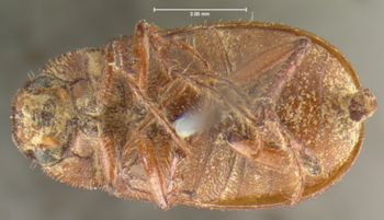Media type: image;   Entomology 24792 Aspect: habitus ventral view